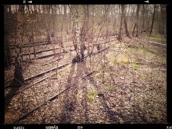 Trees in forest