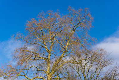 Low angle view of tree against blue sky