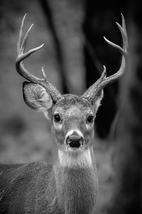 B and w whitetail buck