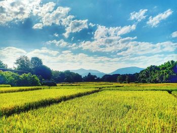 Scenic view of agricultural field against sky