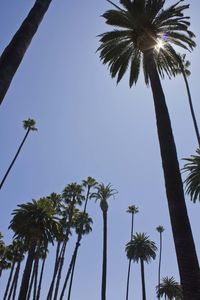 Low angle view of palm trees against clear sky