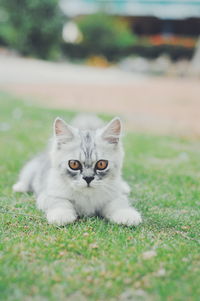 Portrait of cat relaxing on field