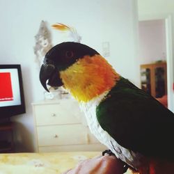 Close-up of parrot perching on branch