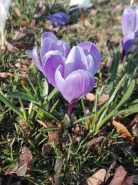 Close-up of purple crocus flowers on field