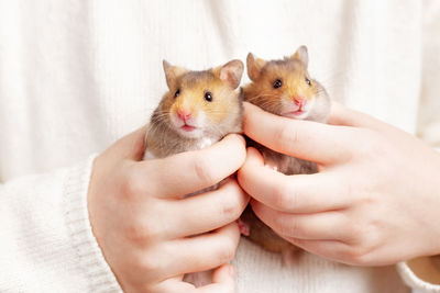 Two cute fluffy golden hamsters in the hands of a child on a light background. twins. 