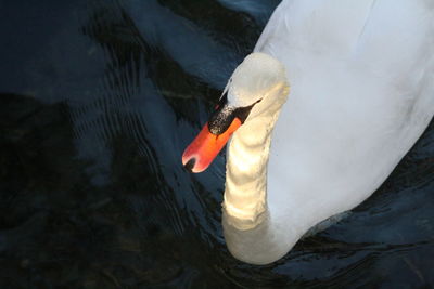 High angle view of swan swimming in lake