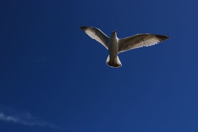 Low angle view of seagull flying in sky