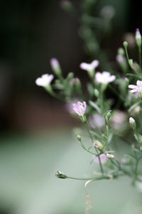 Close-up of flowering plant