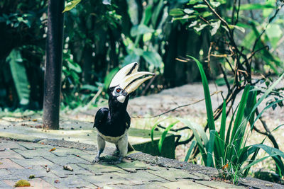 Hornbill perching on footpath by plant