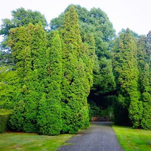 Road amidst trees in forest against sky