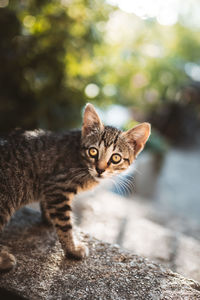 Close-up portrait of a cat