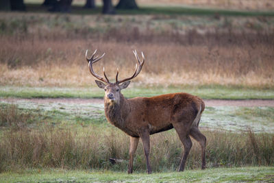 Portrait of deer standing on field