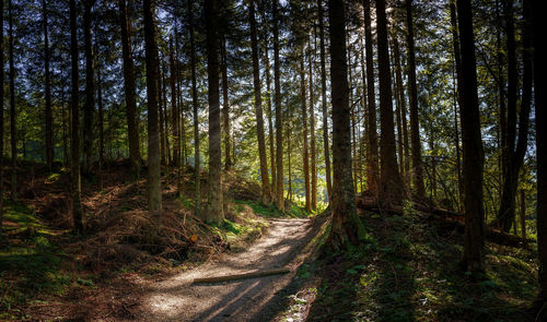 Pine trees in forest