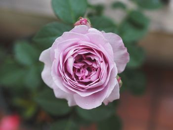 Close-up of pink rose