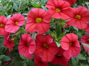 Close-up of red flowers blooming outdoors