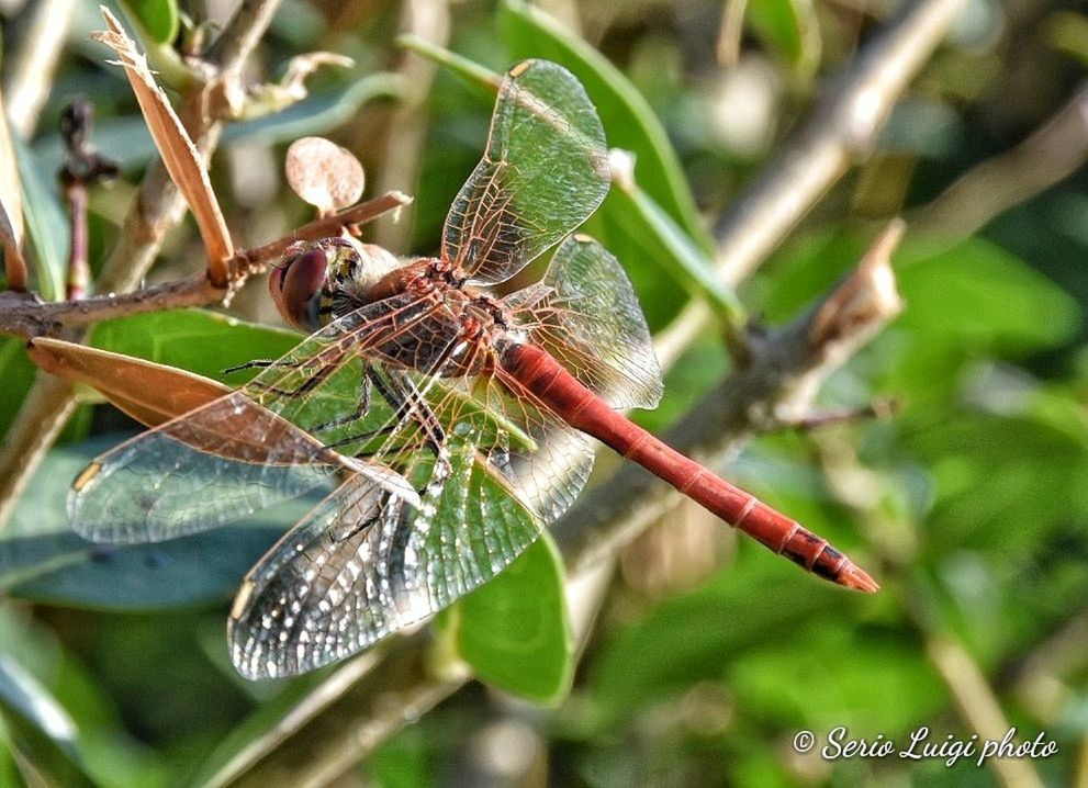 invertebrate, insect, animal wildlife, animal, animals in the wild, animal themes, plant, close-up, nature, leaf, plant part, one animal, day, animal wing, focus on foreground, no people, dragonfly, green color, growth, outdoors