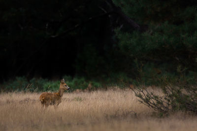 Deer on field in forest