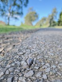 Close-up of lizard on road