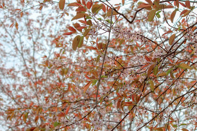 Low angle view of cherry blossom tree