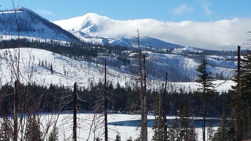 Bare trees on snow covered landscape