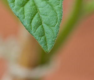 Leaf of a tomato plant