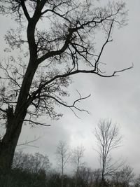 Low angle view of bare trees against sky