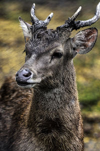 Close-up of javan rusa