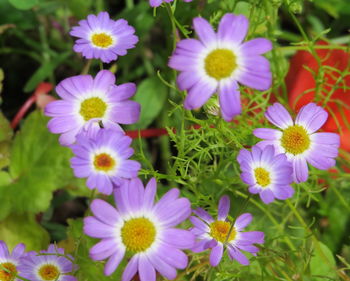 Close-up of purple flowers blooming outdoors