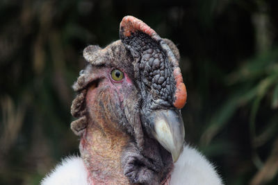 Close-up of a bird looking away