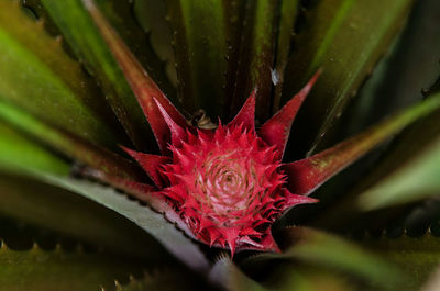 Close-up of red flower