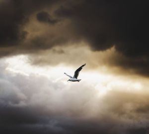 Low angle view of birds flying against cloudy sky