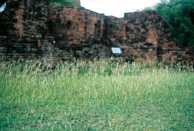 Close-up of grass on field against sky