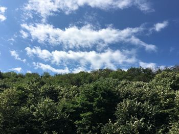 Low angle view of trees against sky