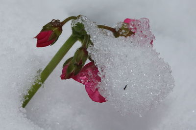 Close-up of wet red rose against white background