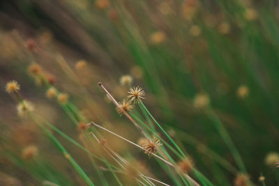 Close-up of dandelion flower