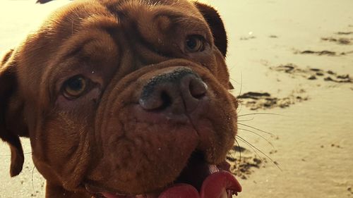 Close-up of dog on beach