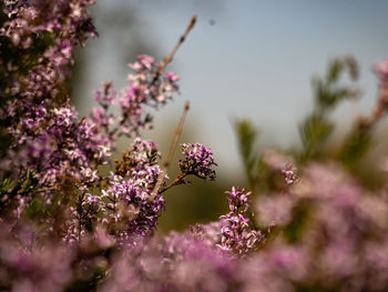 Close-up of insect on pink flowering plant