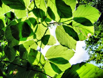 Full frame shot of leaves