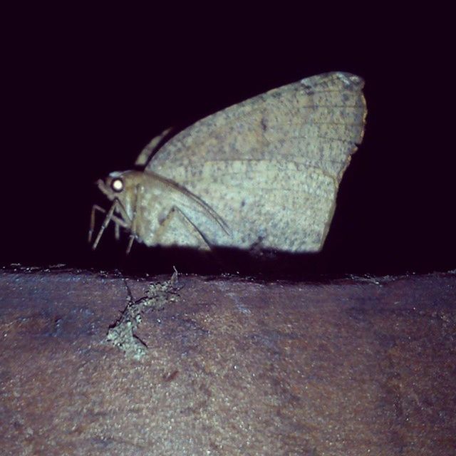 one animal, animal themes, insect, wildlife, close-up, animals in the wild, nature, outdoors, day, selective focus, damaged, rock - object, no people, animal antenna, ground, sunlight, abandoned, full length, side view