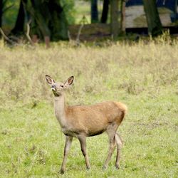 Side view of deer standing on field