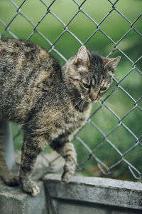 Close-up of cat by chainlink fence