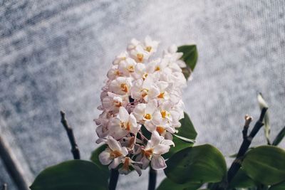 Close-up of white flowering plant