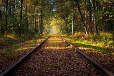 Empty railroad track through the forest in autumn on a sunny day, vanishing point.