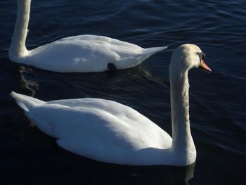 White swan swimming in sea