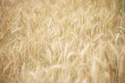 Full frame shot of wheat field