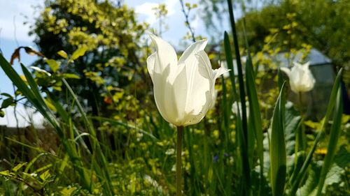 Close-up of white flowering plant on land