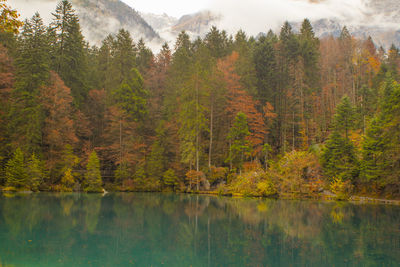 Scenic view of blausse lake in forest during autumn