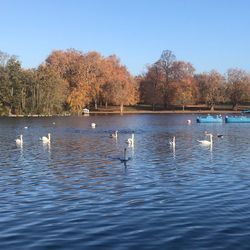 Ducks in a lake