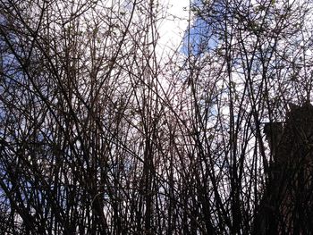 Low angle view of bare trees against sky