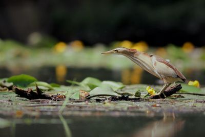 Close-up of bird perching on stick in lake